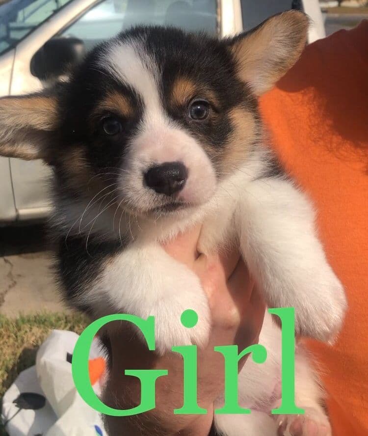 Pembroke Welsh Corgi Puppies breeder image 3