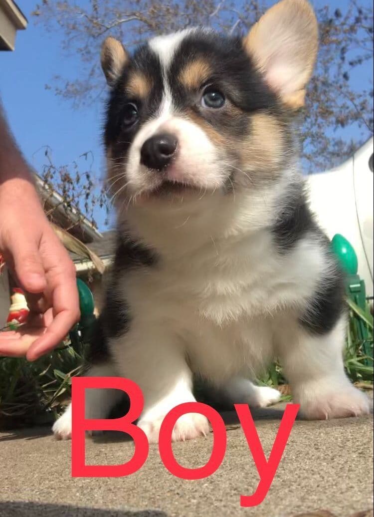 Pembroke Welsh Corgi Puppies breeder image 1
