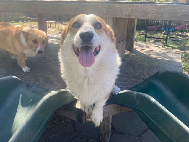 Pembroke Welsh Corgi Puppies media 2