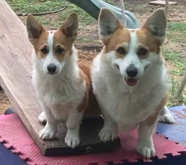 Pembroke Welsh Corgi Puppies media 3