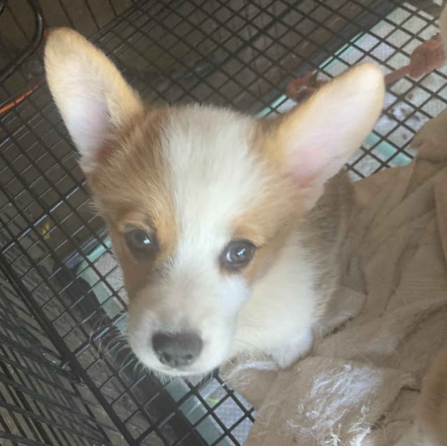 Pembroke Welsh Corgi Puppies media 4