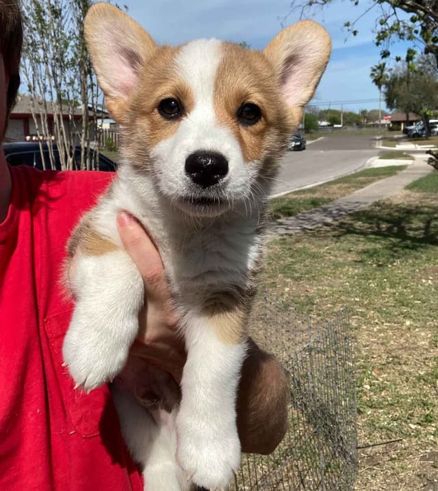 Pembroke Welsh Corgi Puppies media 5