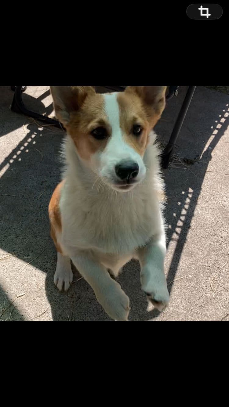 Pembroke Welsh Corgi Puppies breeder image 4