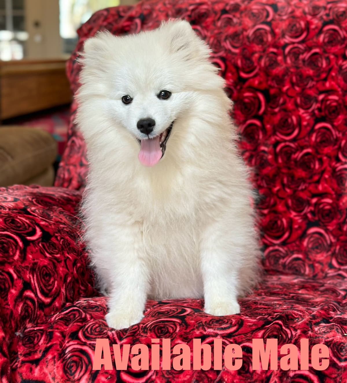 American Eskimo Dog Puppies breeder image 1