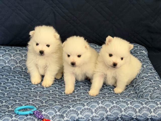 American Eskimo Puppies Mini/Toy size media 3