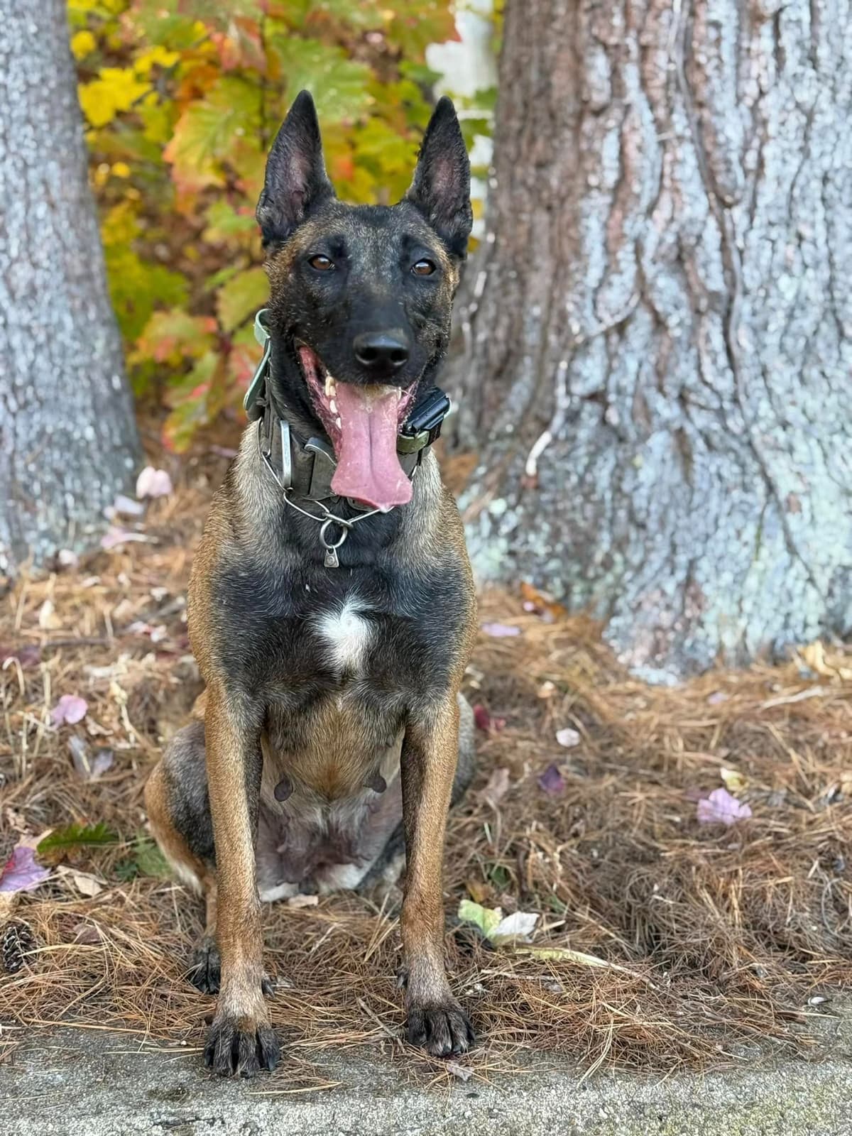 Belgian Malinois Puppies breeder image 2