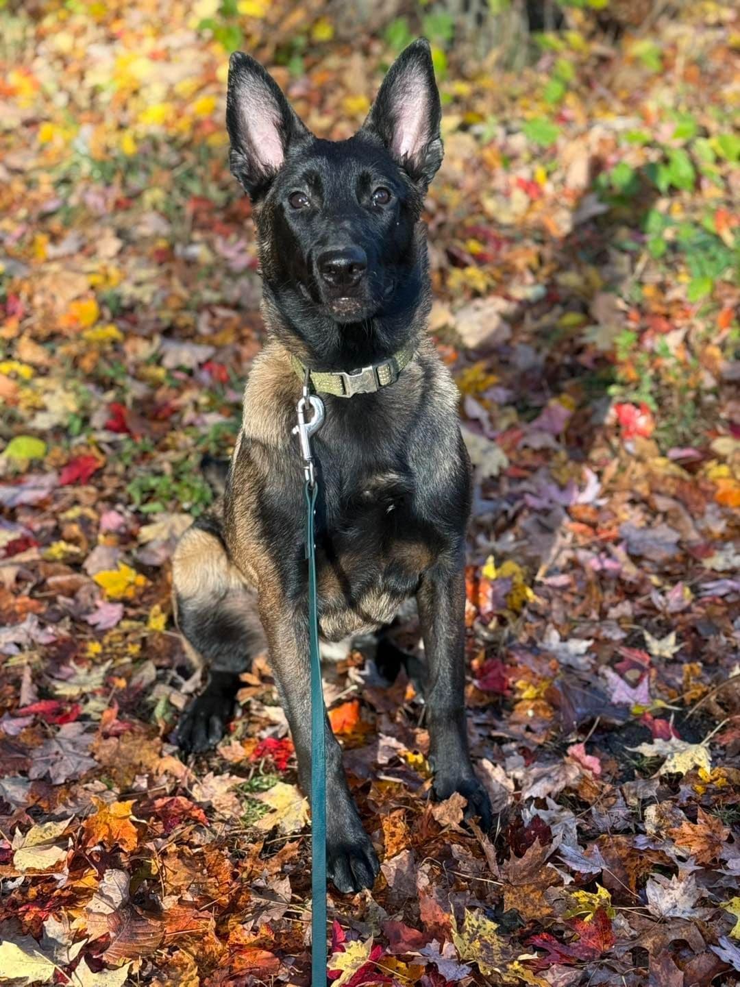 Belgian Malinois Puppies breeder image 3