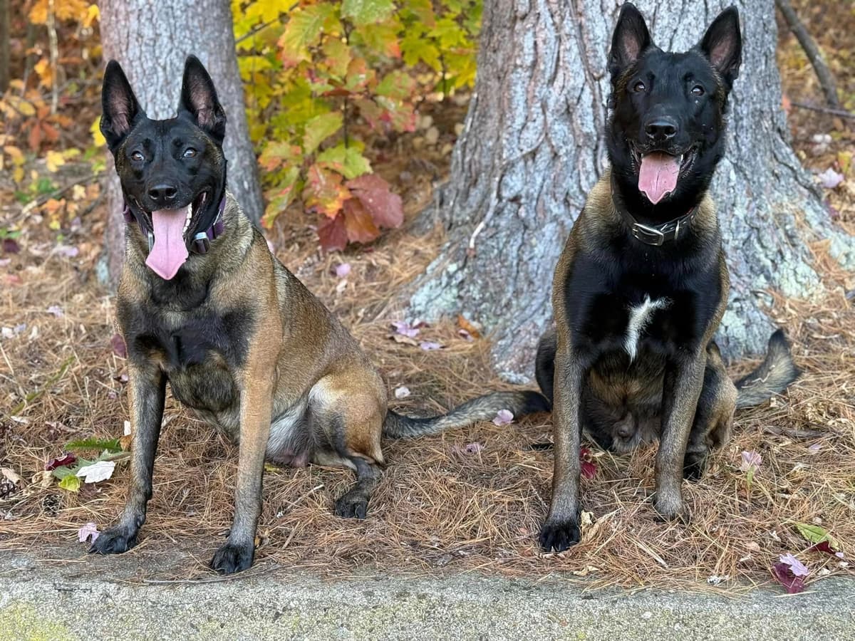 Belgian Malinois Puppies breeder image 4
