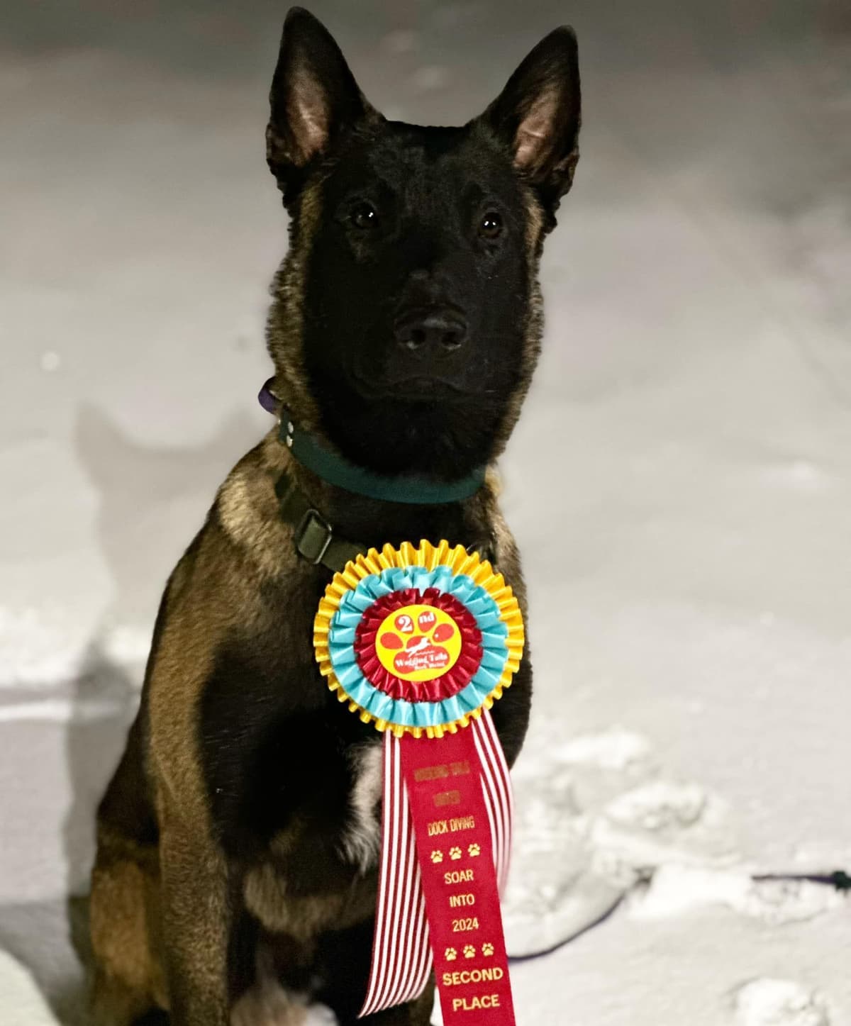 Belgian Malinois Puppies breeder image 7