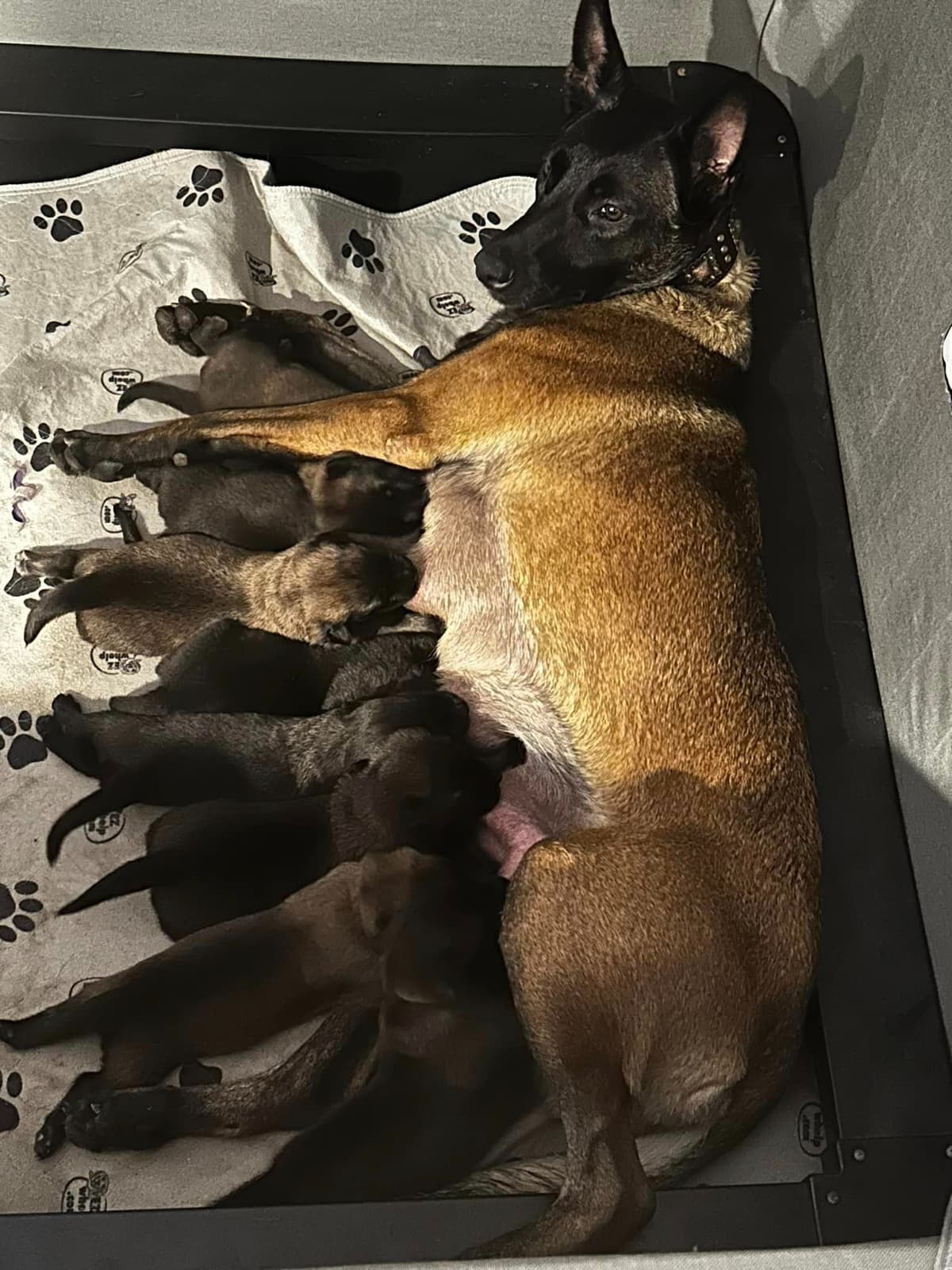 Belgian Malinois Puppies breeder image 8