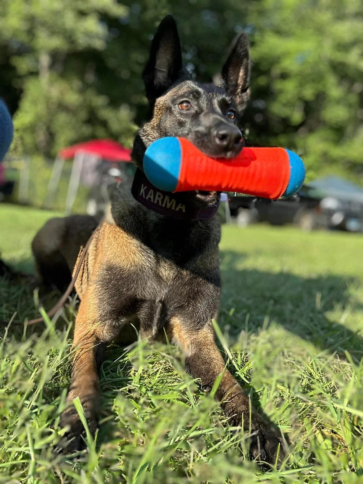 Belgian Malinois Puppies breeder image 11