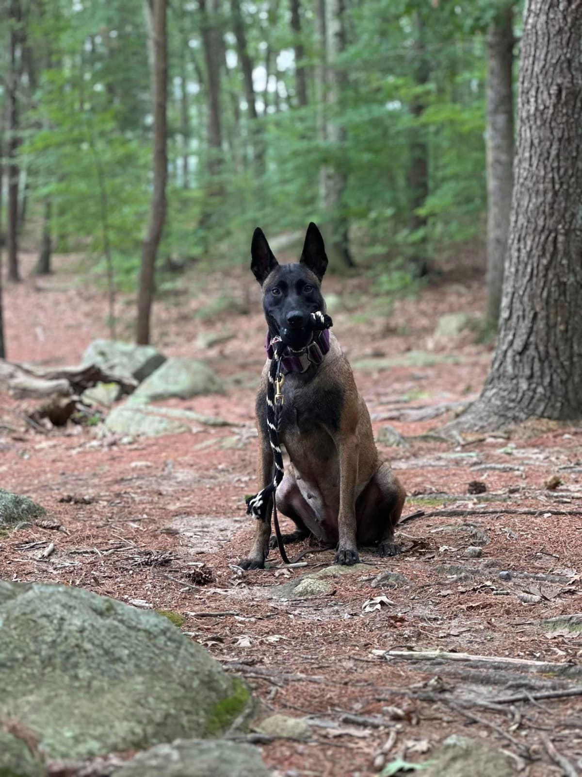 Belgian Malinois Puppies breeder image 10