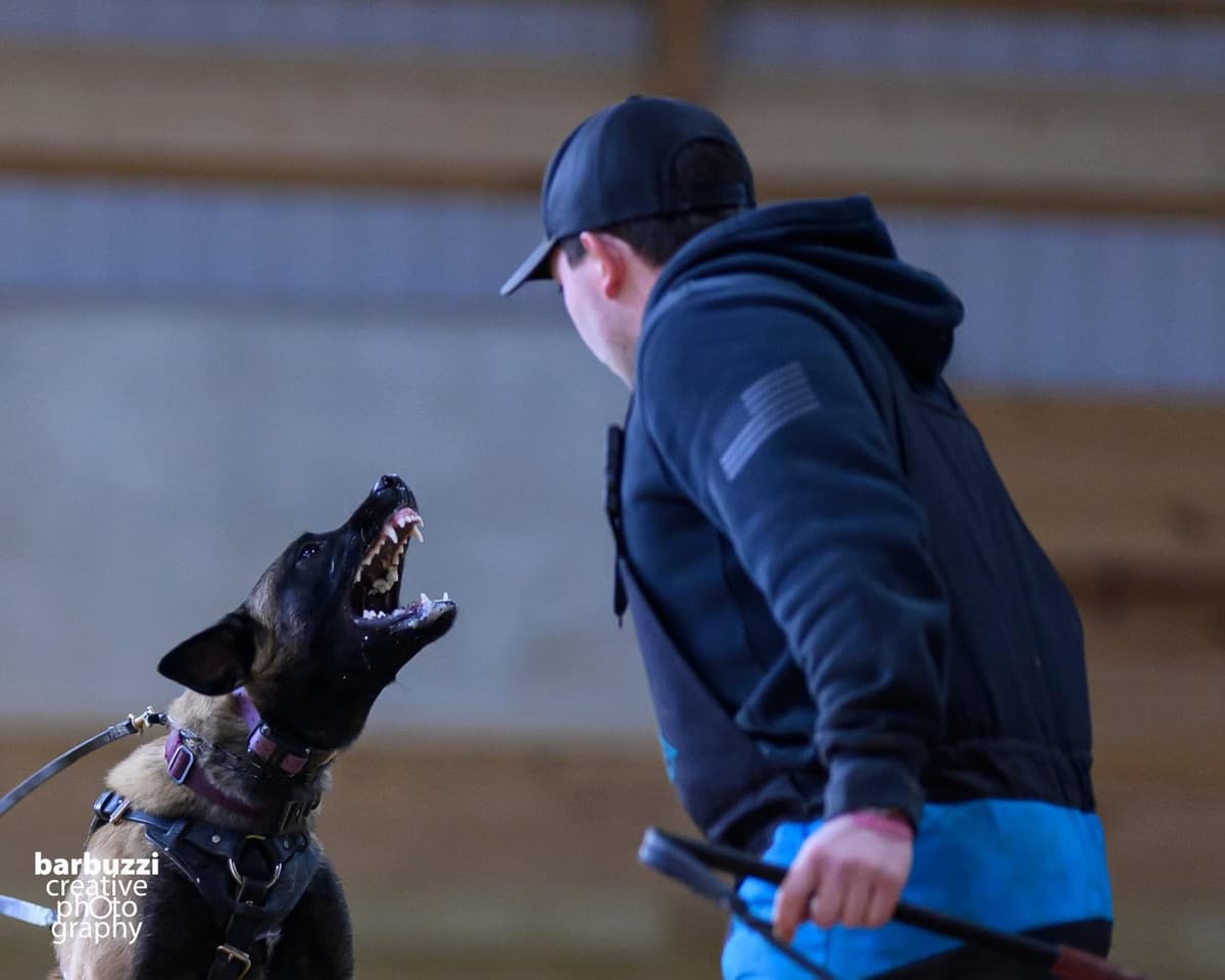 Belgian Malinois Puppies breeder image 13