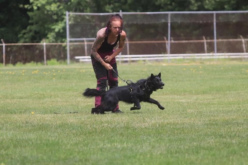 Belgian Malinois Puppies breeder image 12