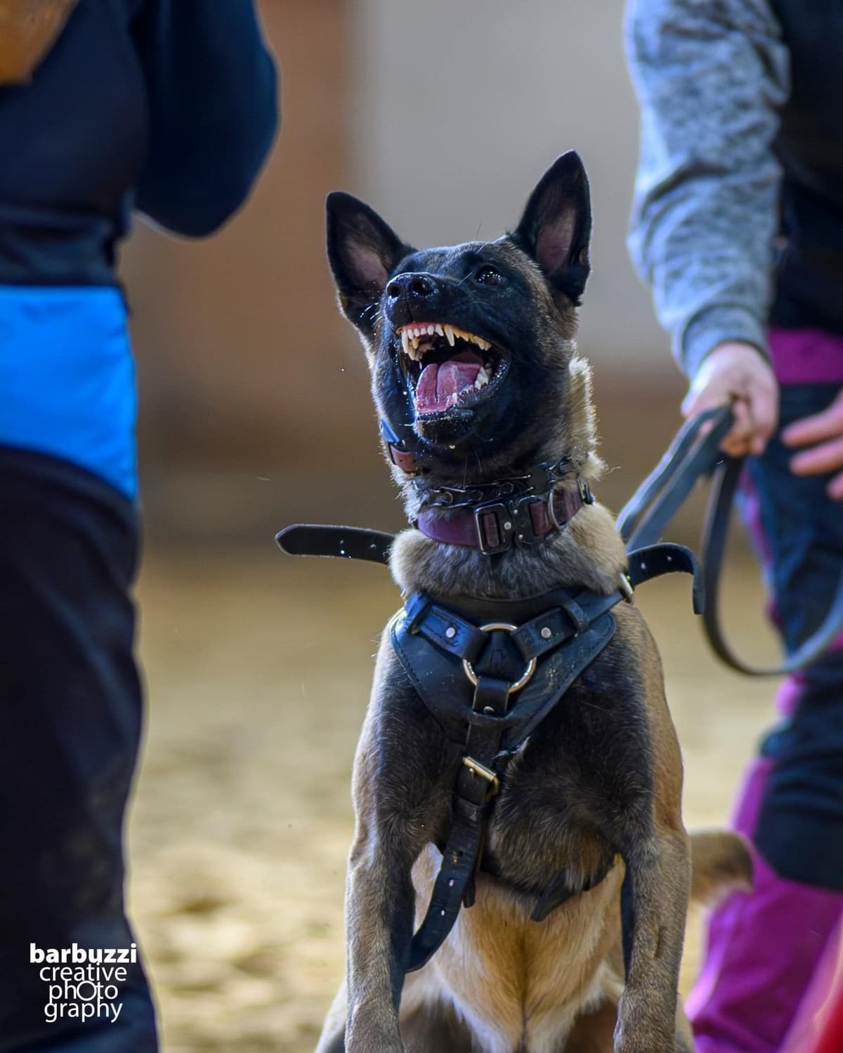 Belgian Malinois Puppies breeder image 14