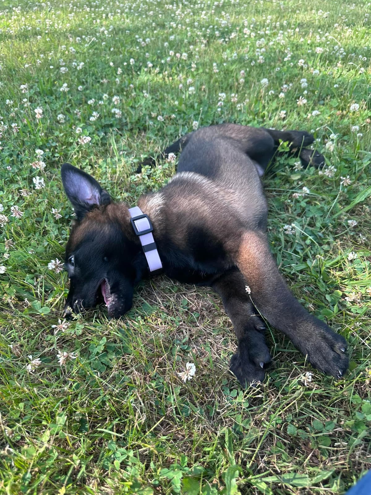 Belgian Malinois Puppies breeder image 17