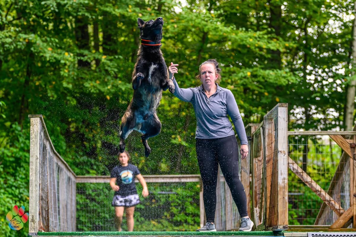 Belgian Malinois Puppies breeder image 16
