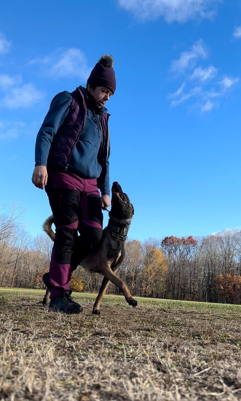 Belgian Malinois Puppies breeder image 19