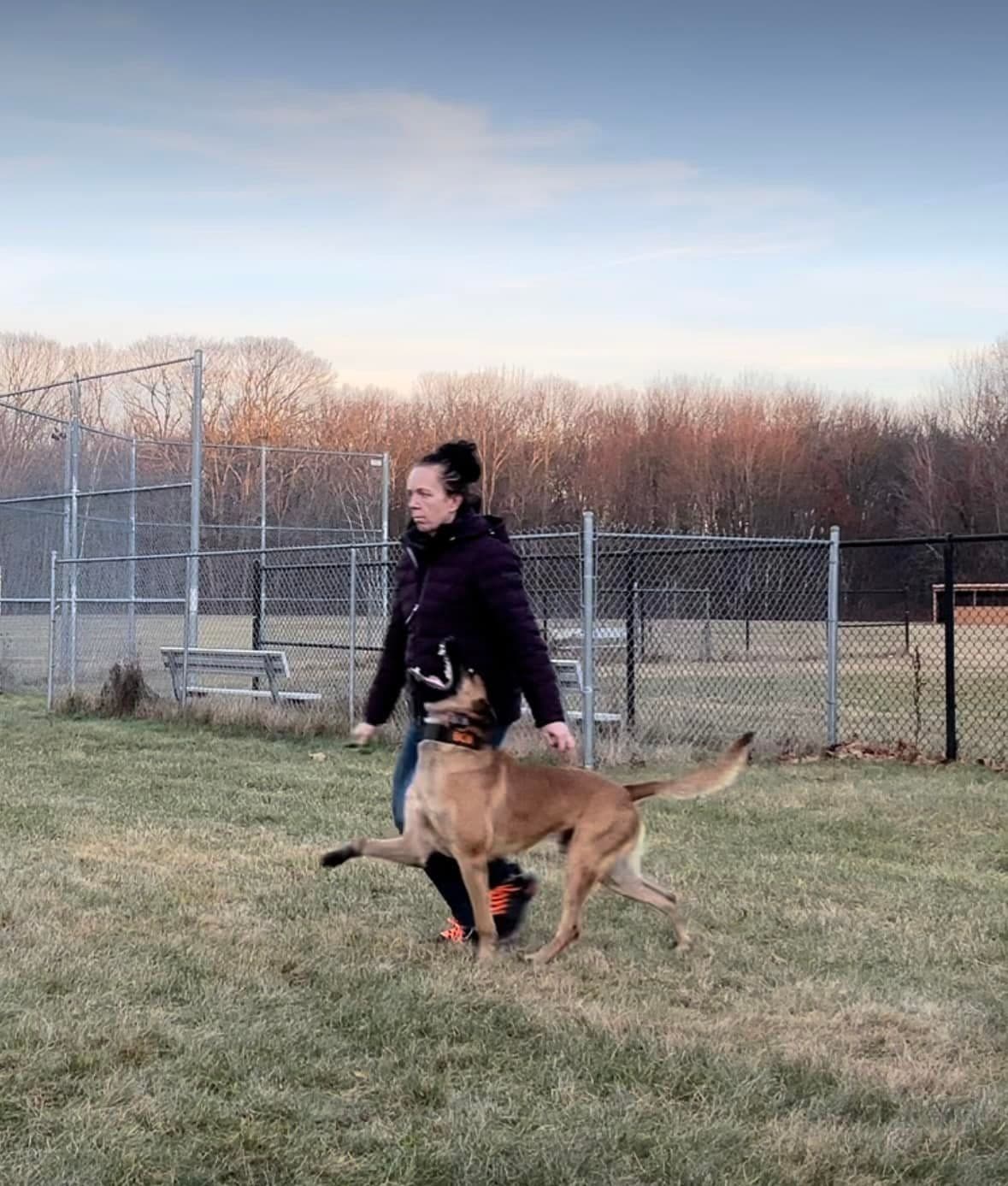 Belgian Malinois Puppies breeder image 23