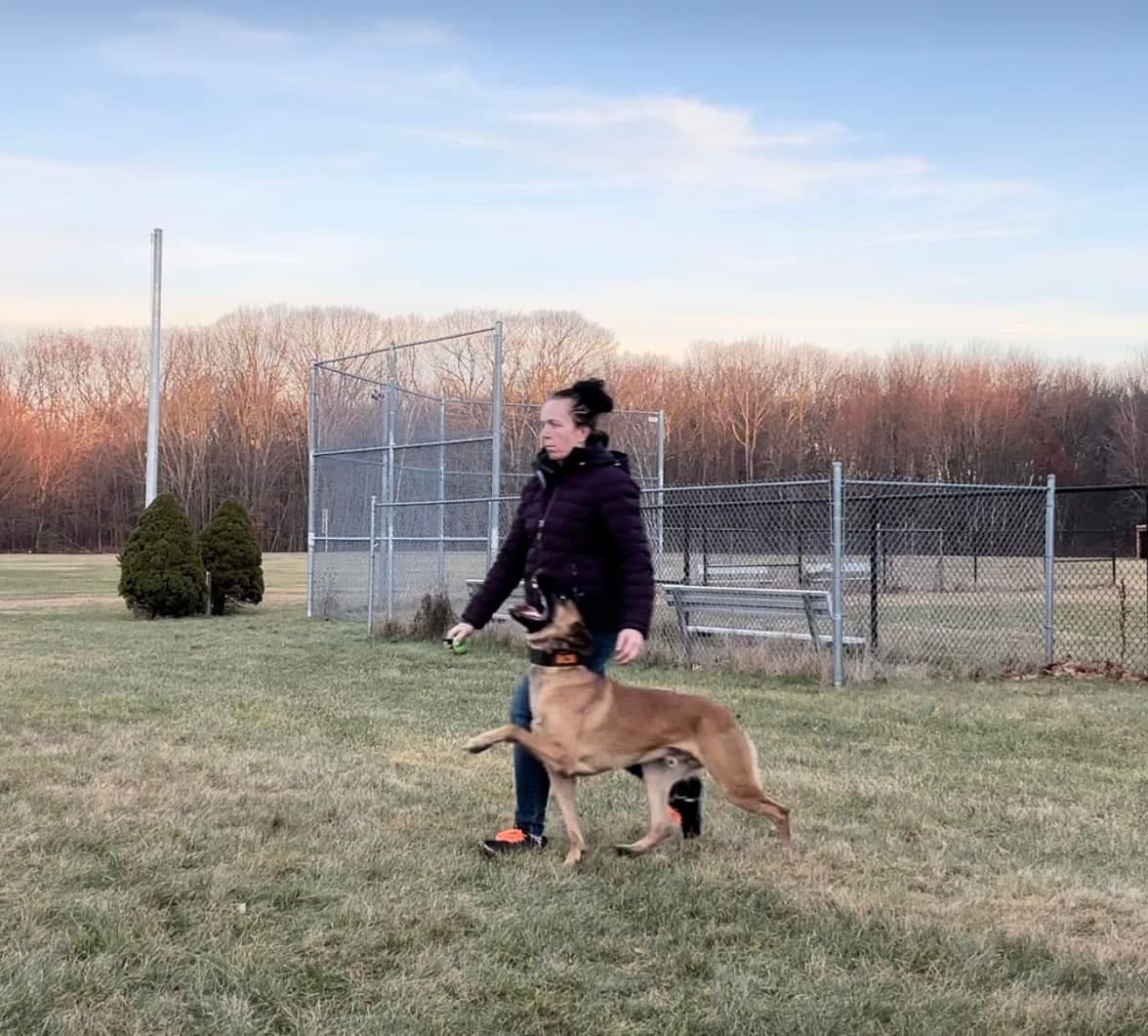 Belgian Malinois Puppies breeder image 21