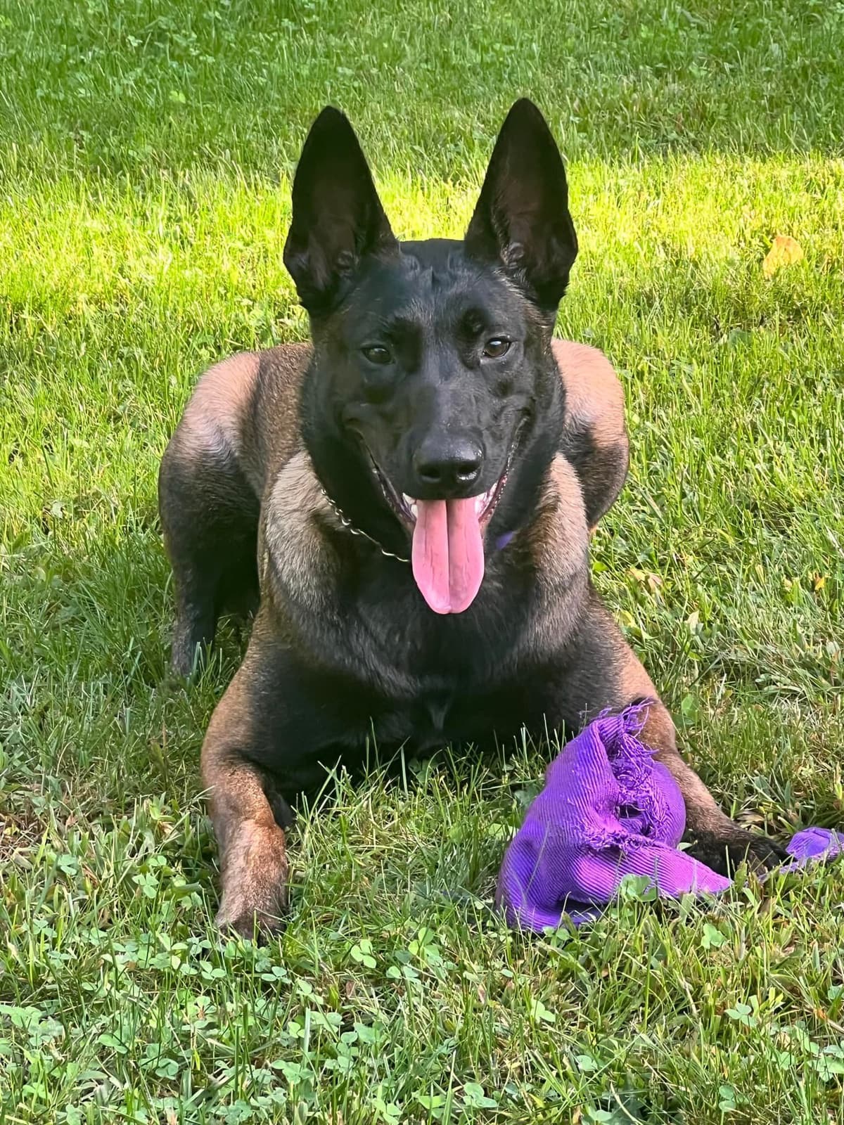 Belgian Malinois Puppies breeder image 25