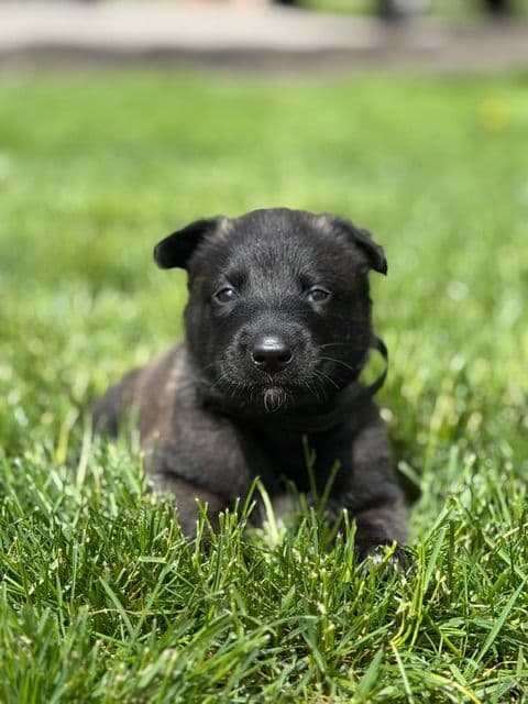 Belgian Malinois Puppies media 3
