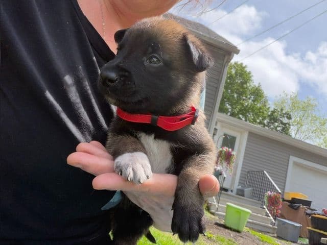 Belgian Malinois Puppies media 4