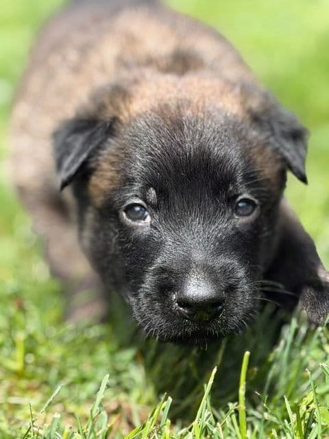 Belgian Malinois Puppies media 5