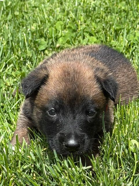Belgian Malinois Puppies media 6