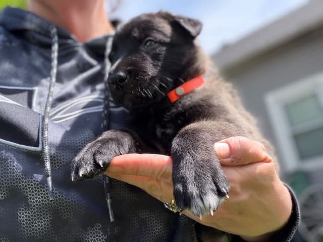 Belgian Malinois Puppies media 7