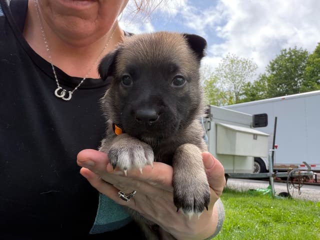 Belgian Malinois Puppies media 8