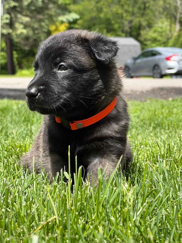 Belgian Malinois Puppies media 9