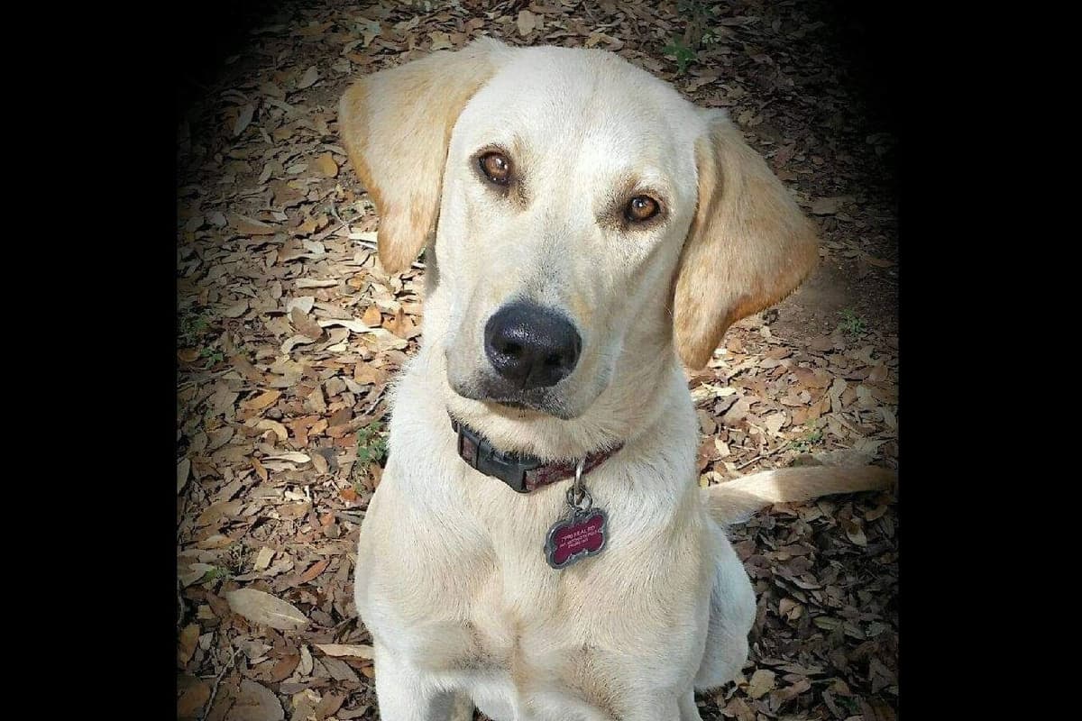 Labrador Retriever Puppies breeder image 1