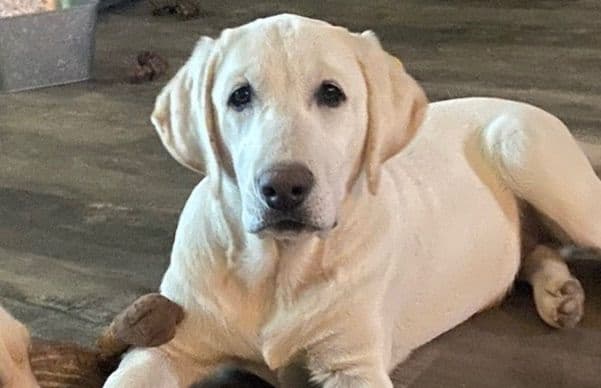 Labrador Retriever Puppies breeder image 3
