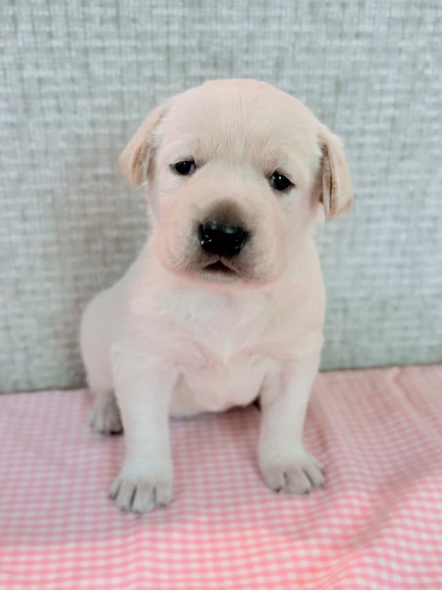 Labrador Retriever Puppies media 3