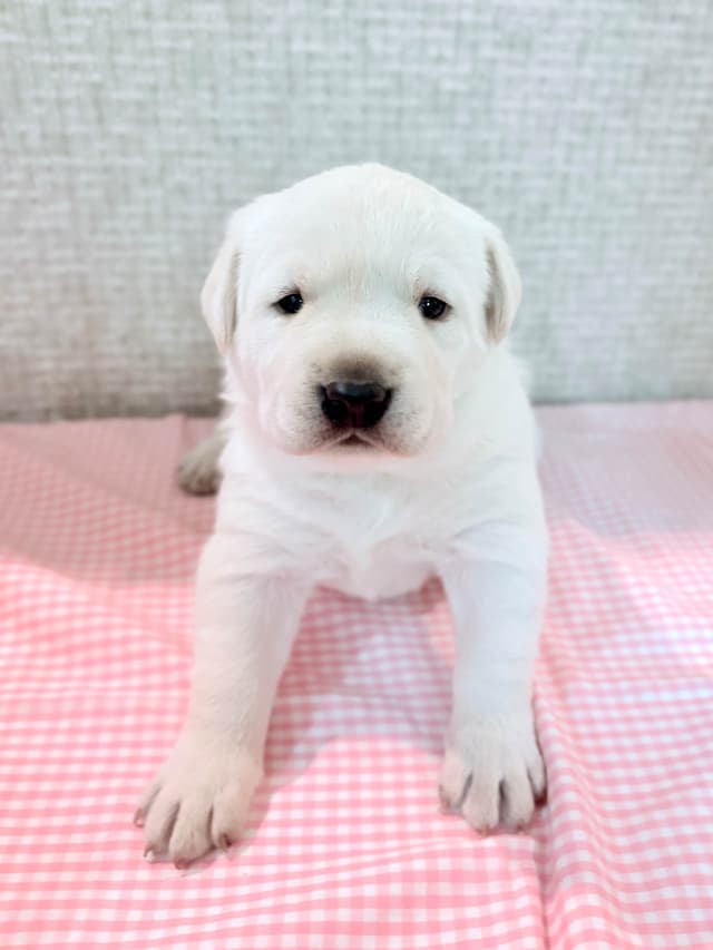 Labrador Retriever Puppies media 4
