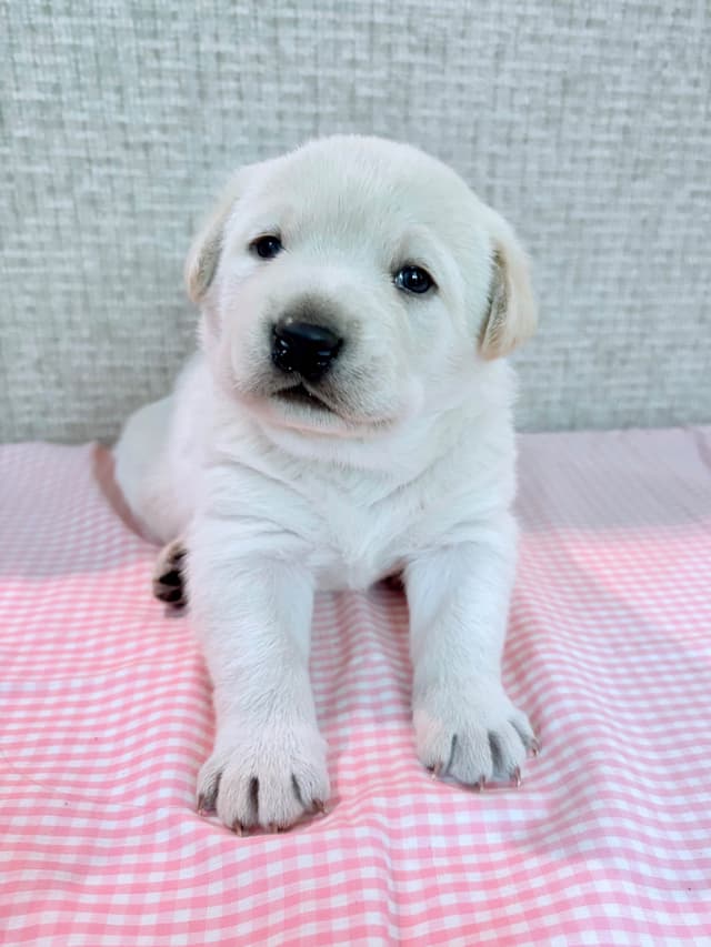 Labrador Retriever Puppies media 5