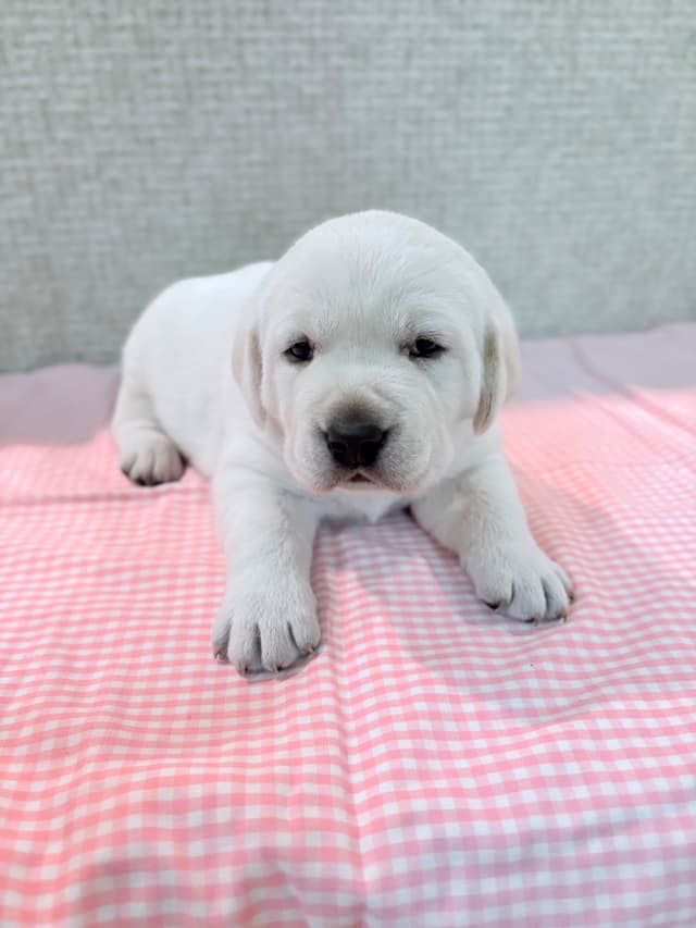 Labrador Retriever Puppies media 6