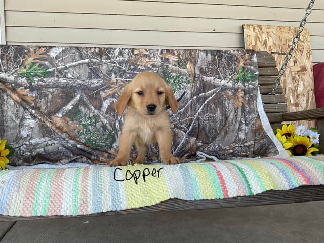 Golden Retriever Puppies media 3