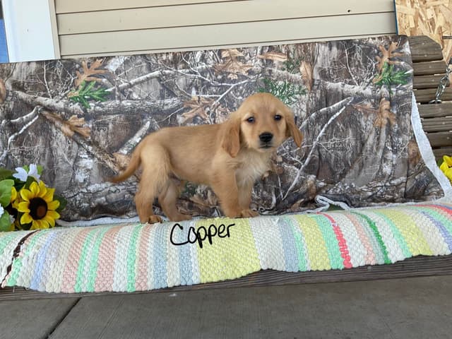 Golden Retriever Puppies media 4