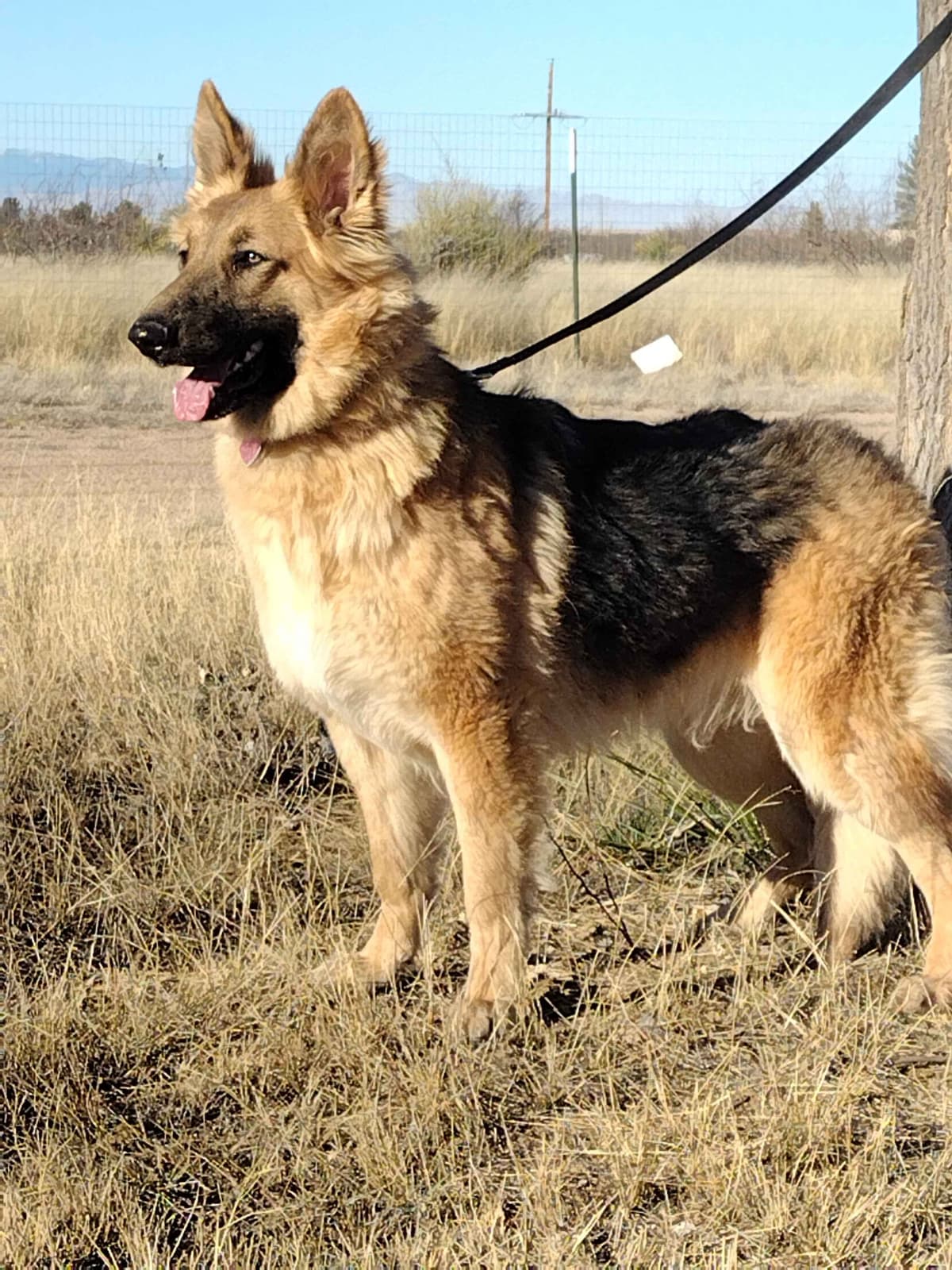 German Shepherd Dog Puppies breeder image 1