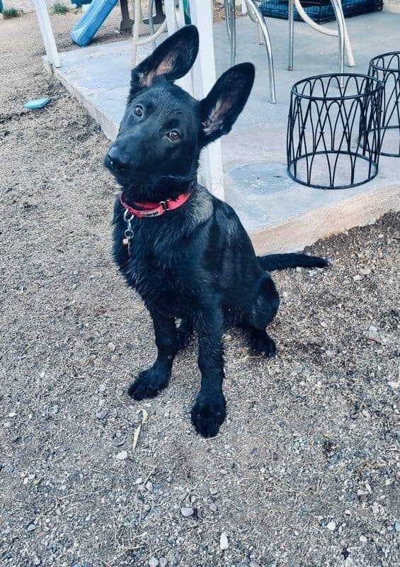 German Shepherd Dog Puppies breeder image 5