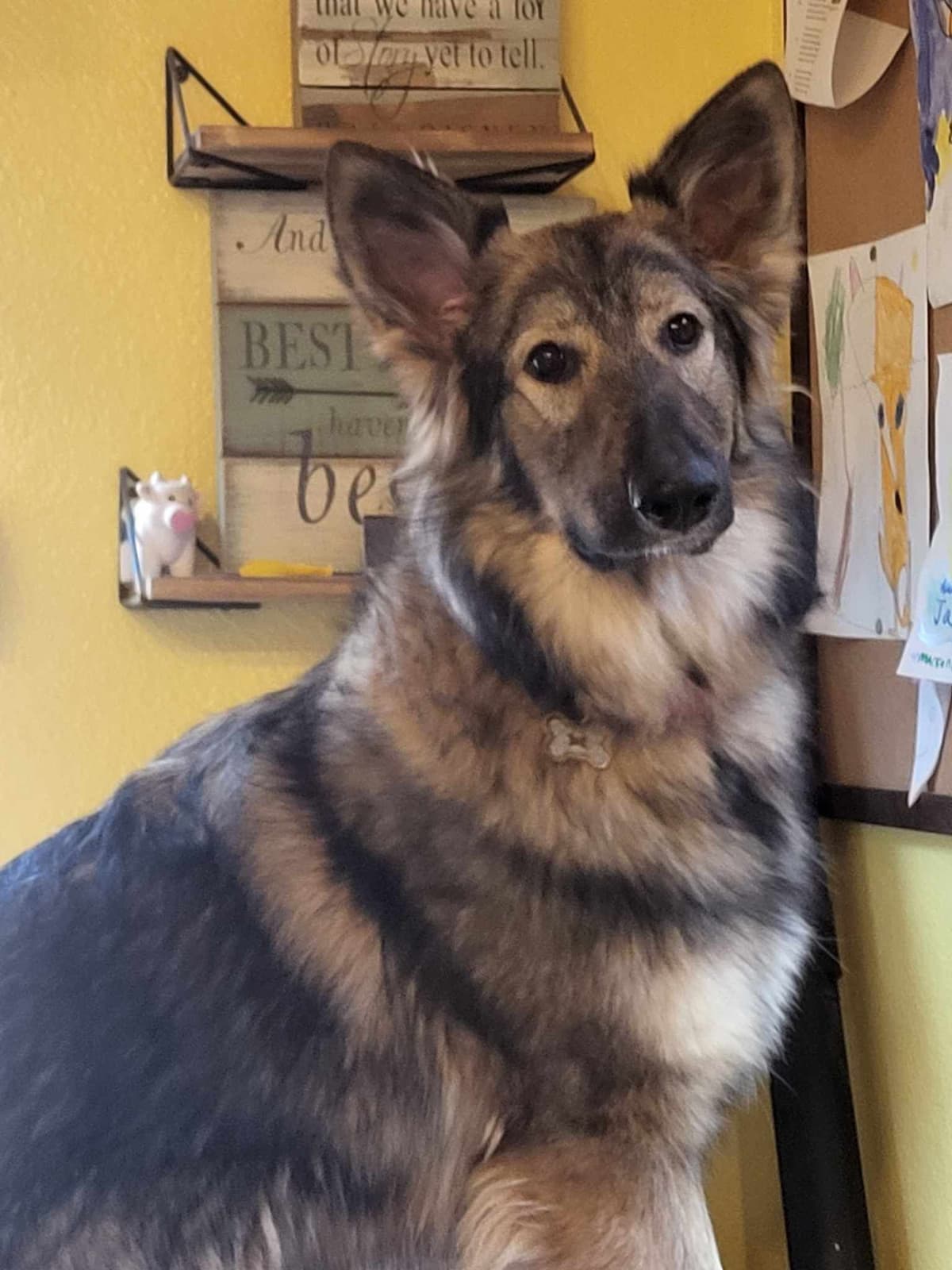 German Shepherd Dog Puppies breeder image 6