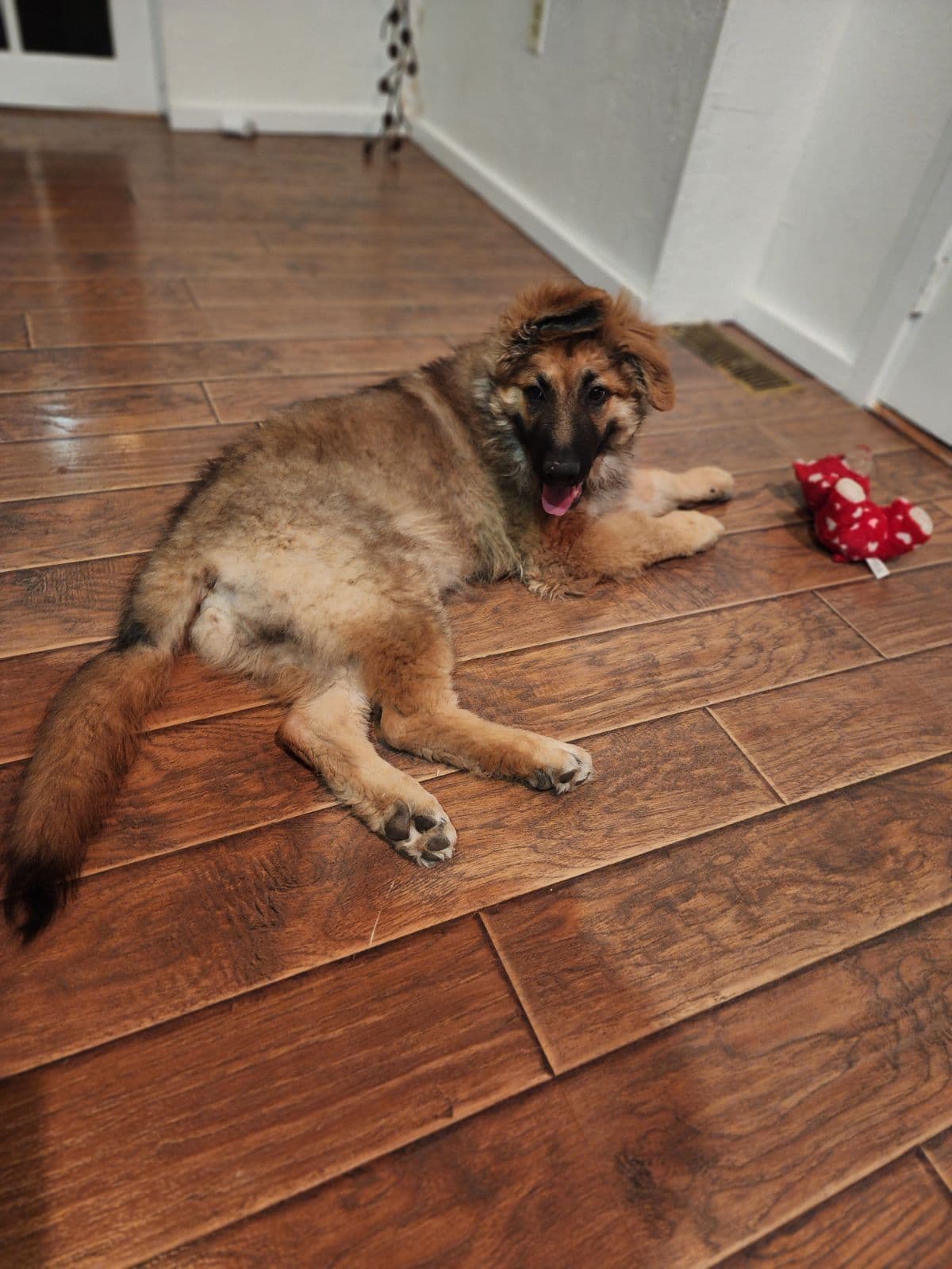 German Shepherd Dog Puppies breeder image 9
