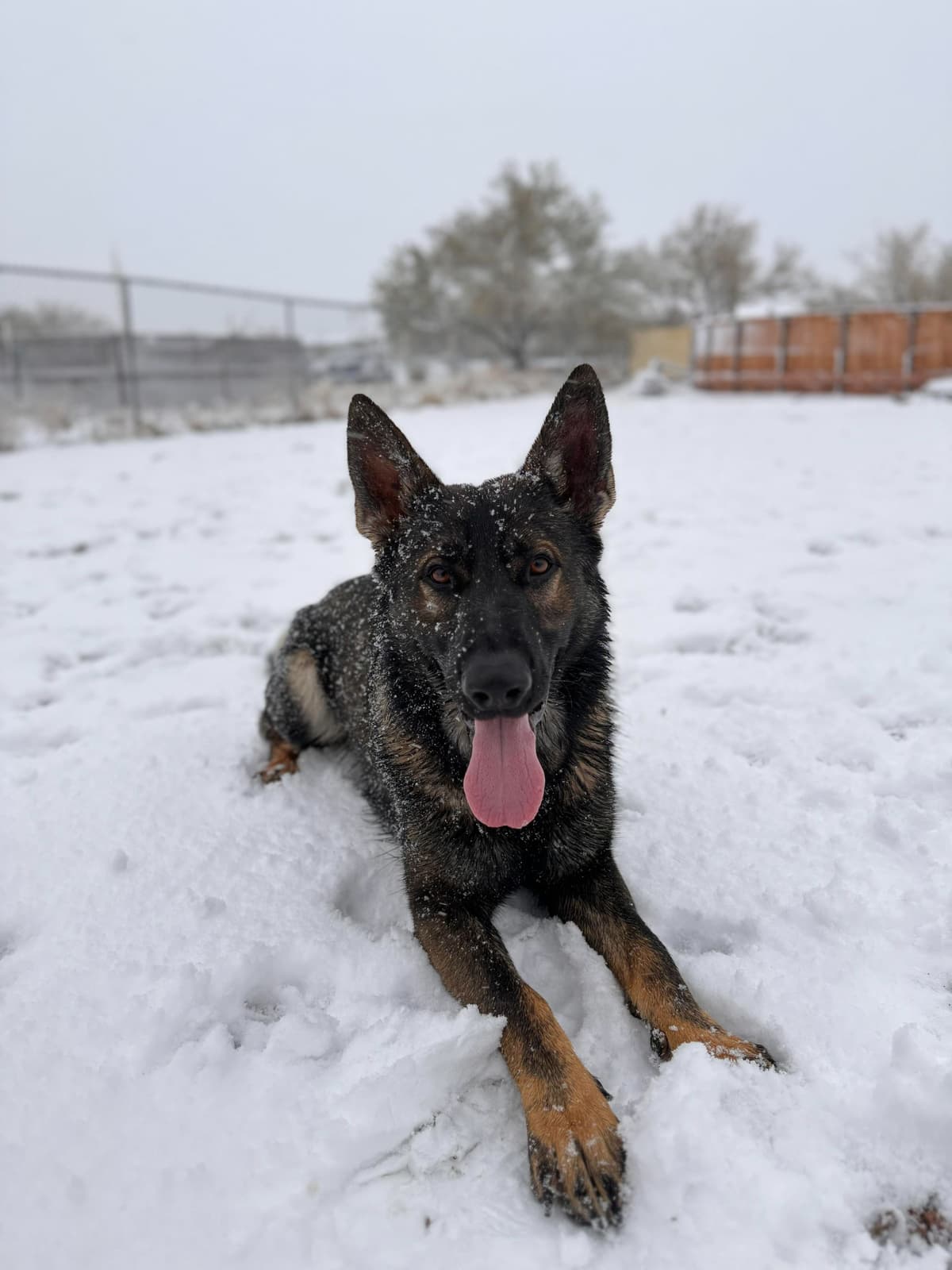 German Shepherd Dog Puppies breeder image 16