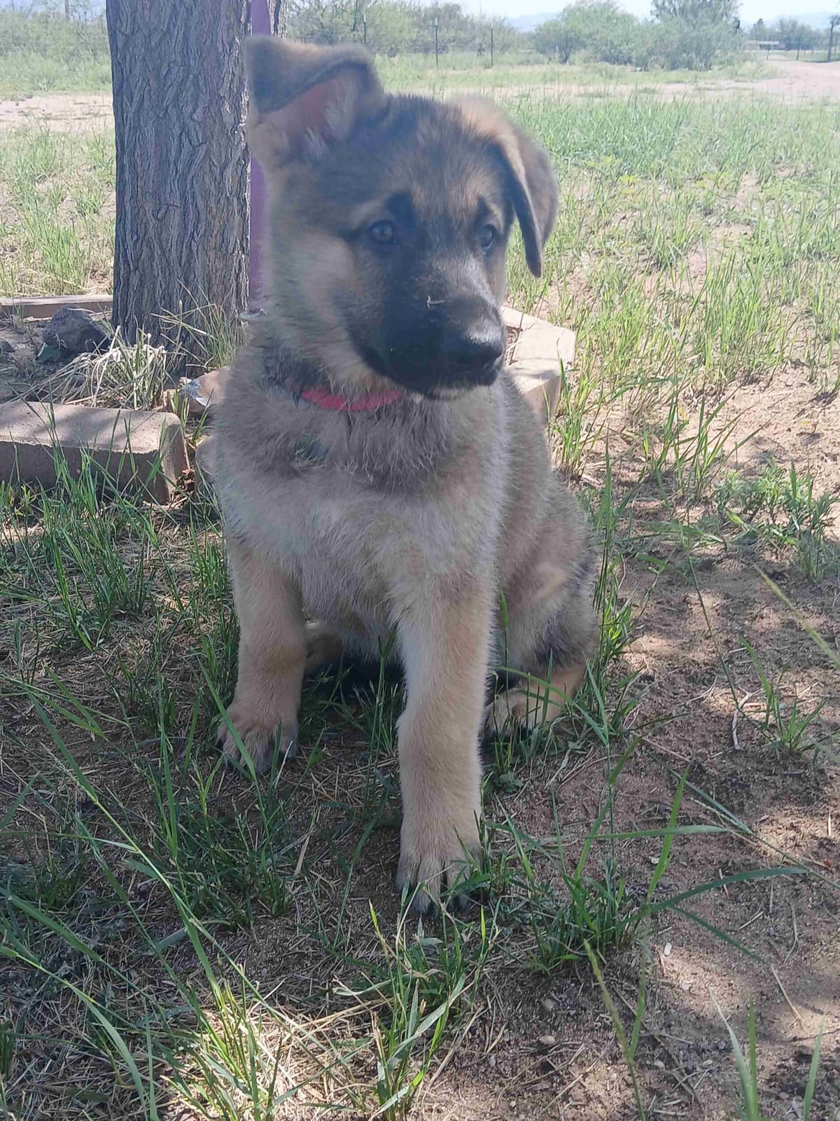 German Shepherd Dog Puppies breeder image 17