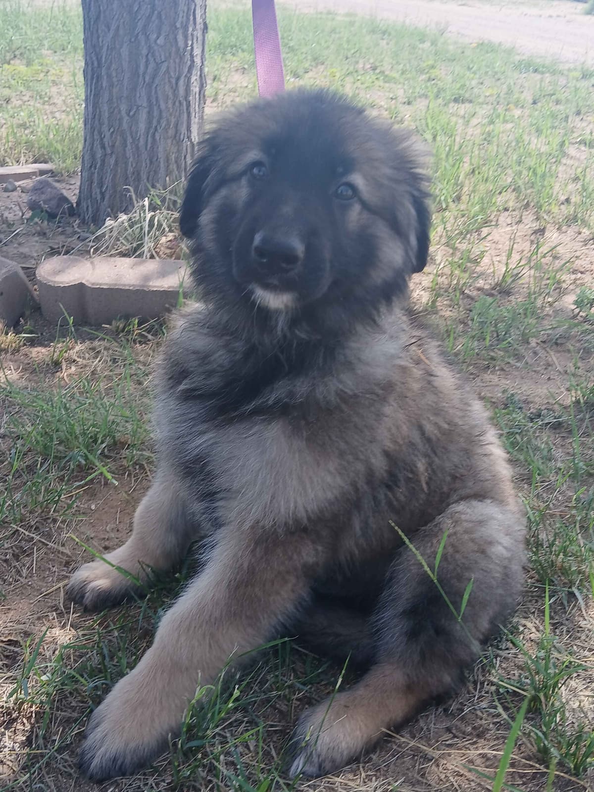 German Shepherd Dog Puppies breeder image 18