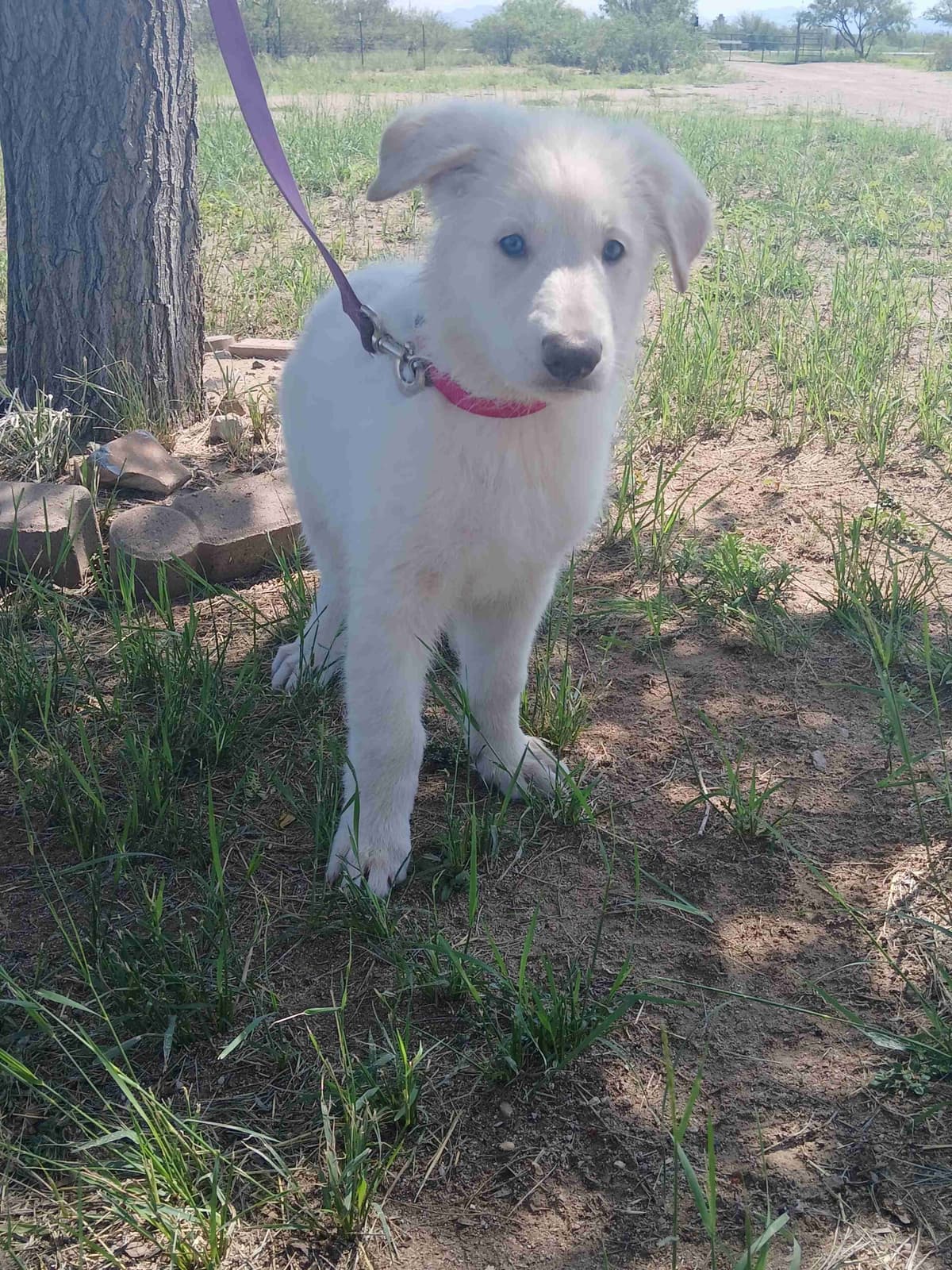 German Shepherd Dog Puppies breeder image 19