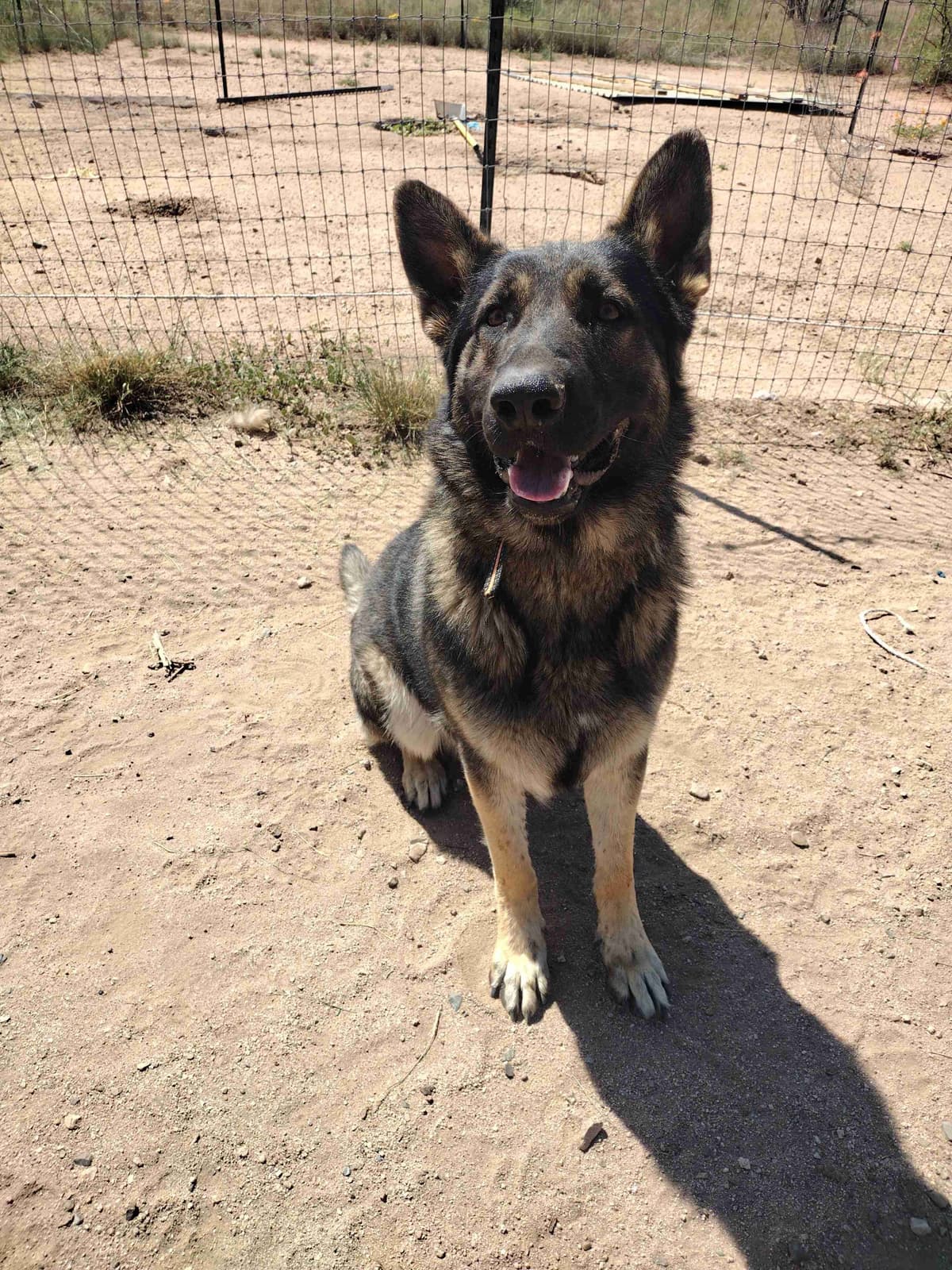 German Shepherd Dog Puppies breeder image 20