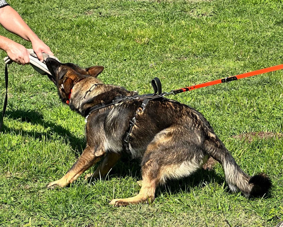 German Shepherd Dog Puppies breeder image 21